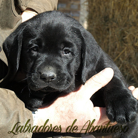 Labrador Retriever | Criadero de Labrador Retriever Madrid