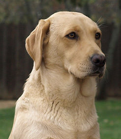 Hembra-de-labrador-luna2