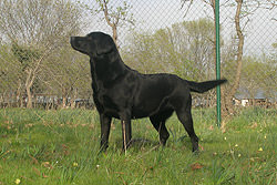 Hembra-labrador-Tila