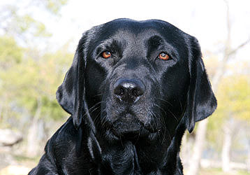 Pola_hembra_labrador