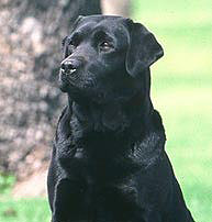 labrador-hembra-sombra