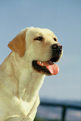 labrador_macho_oliver