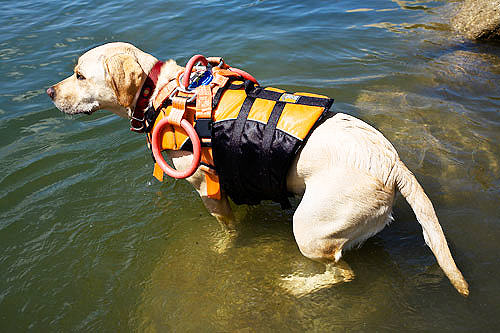 Salvamento perro labrador Labrador Retriever
